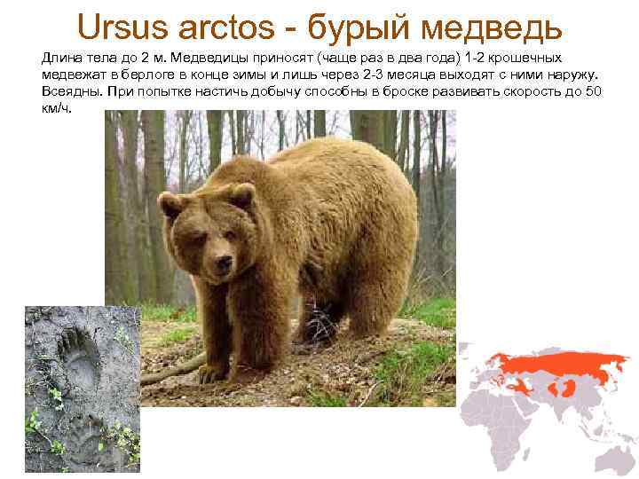 Какая скорость бега у медведя. Медведь длина тела. Длина бурого медведя. Длина тела бурого медведя. Скорость бурого медведя.