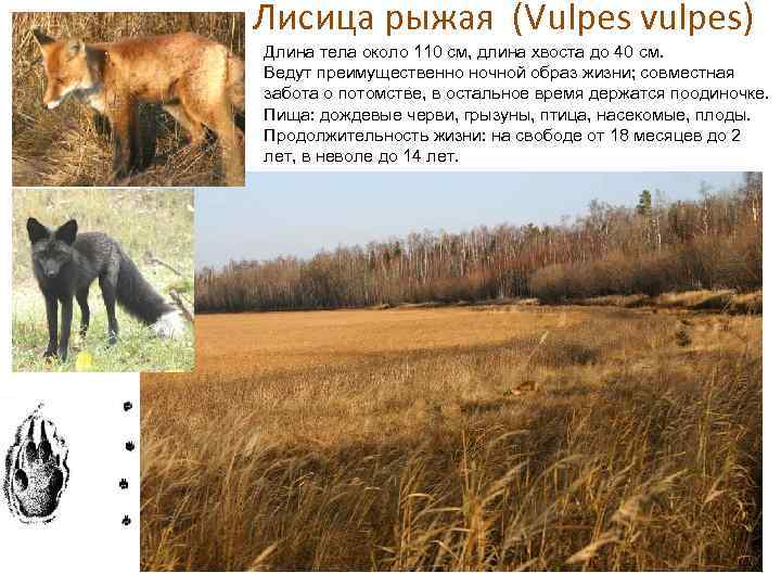 Лисица рыжая (Vulpes vulpes) Длина тела около 110 см, длина хвоста до 40 см.