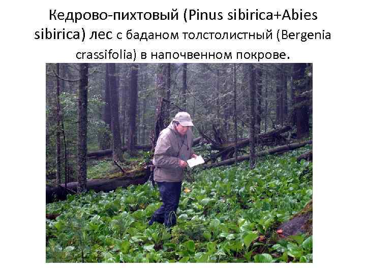 Кедрово-пихтовый (Pinus sibirica+Abies sibirica) лес с баданом толстолистный (Bergenia crassifolia) в напочвенном покрове. 