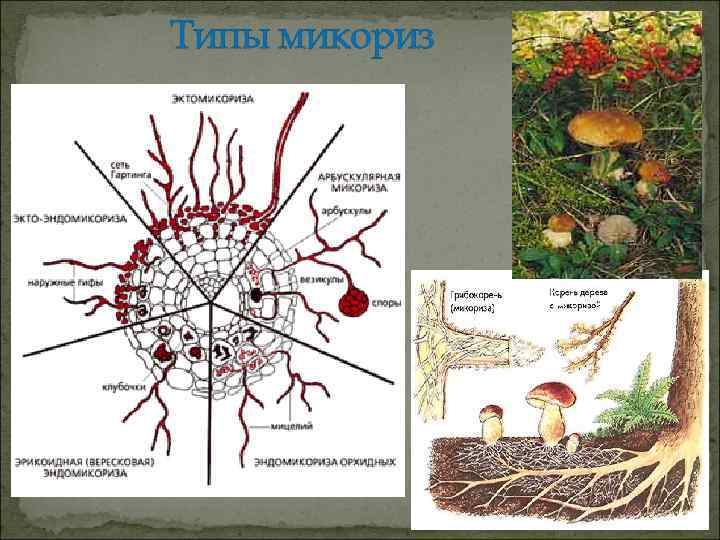 Типы микориз 