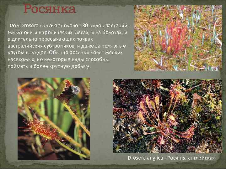 Росянка Род Drosera включает около 130 видов растений. Живут они и в тропических лесах,