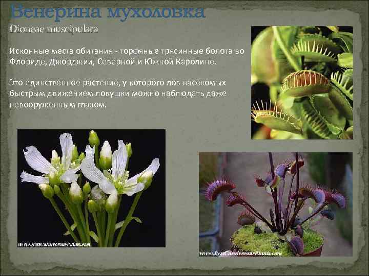 Венерина мухоловка Dioneae muscipulata Исконные места обитания - торфяные трясинные болота во Флориде, Джорджии,