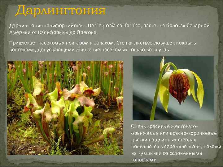 Дарлингтония калифорнийская - Darlingtonia californica, растет на болотах Северной Америки от Калифорнии до Орегона.