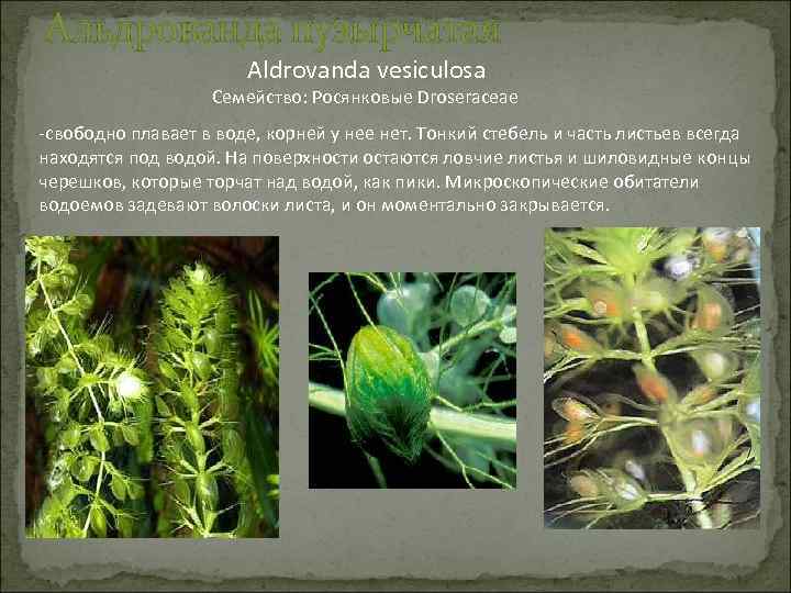 Альдрованда пузырчатая Aldrovanda vesiculosa Семейство: Росянковые Droseraceae -свободно плавает в воде, корней у нее