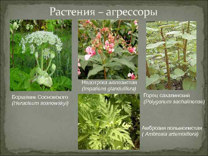 Растения – агрессоры Недотрога железистая (Impatiens glandulifera) Борщевик Сосновского (Heracleum sosnowskyi) Горец сахалинский (Polygonum