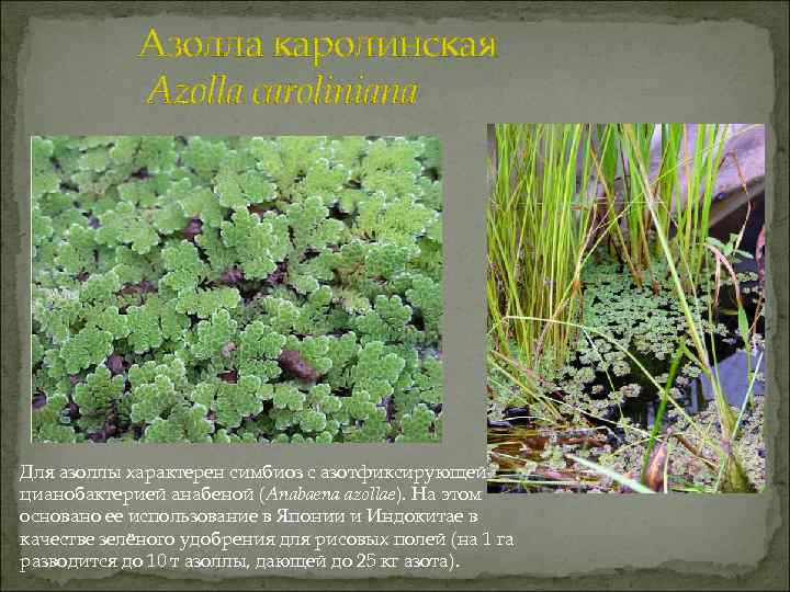 Азолла каролинская Azolla caroliniana Для азоллы характерен симбиоз с азотфиксирующей цианобактерией анабеной (Anabaena azollae).