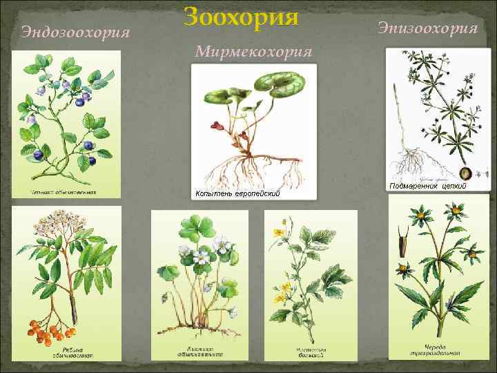 Череда распространение семян