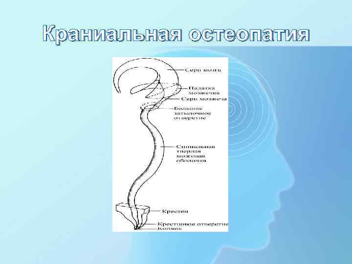 Краниальный это. Краниальная. Краниальную схема. Краниально пример. Магун краниальная остеопатия.