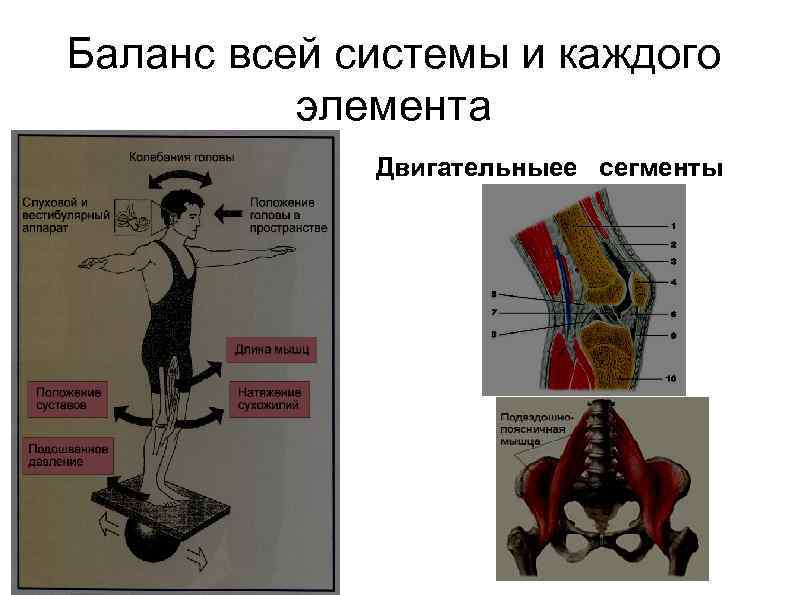 Баланс всей системы и каждого элемента Двигательныее сегменты 