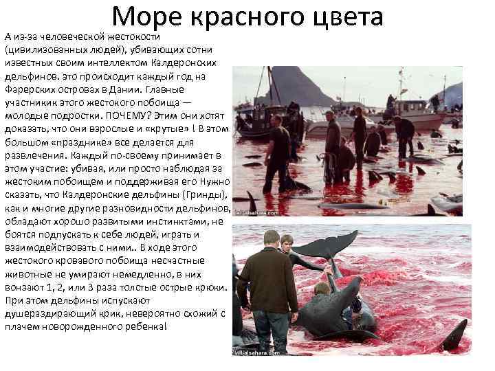 Море красного цвета А из-за человеческой жестокости (цивилизованных людей), убивающих сотни известных своим интеллектом