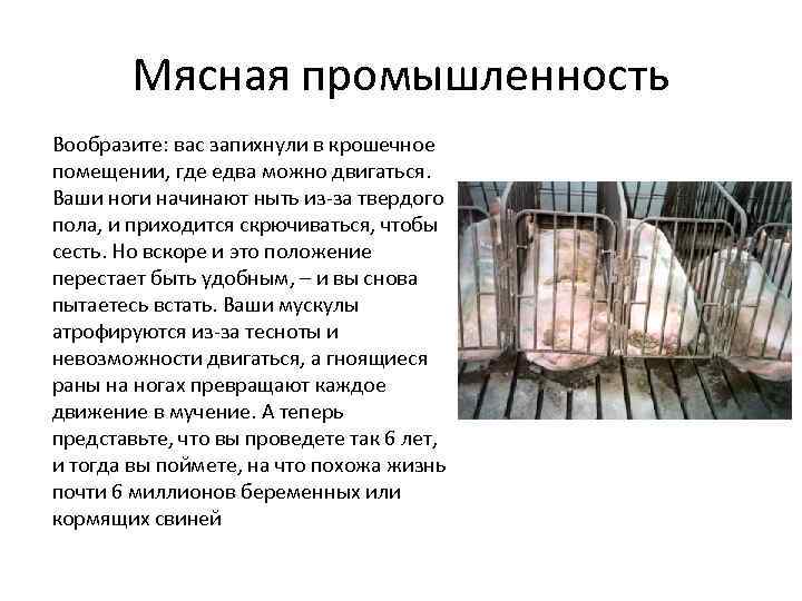Мясная промышленность Вообразите: вас запихнули в крошечное помещении, где едва можно двигаться. Ваши ноги