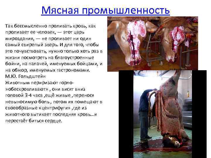 Мясная промышленность Так бессмысленно проливать кровь, как проливает ее человек, — этот царь мироздания,
