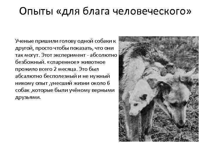 Опыты «для блага человеческого» Ученые пришили голову одной собаки к другой, просто чтобы показать,