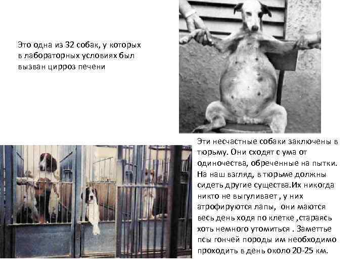 Это одна из 32 собак, у которых в лабораторных условиях был вызван цирроз печени