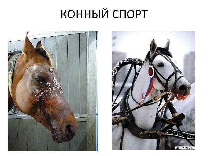 КОННЫЙ СПОРТ 