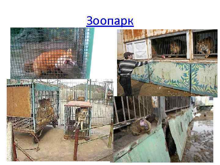 Зоопарк 