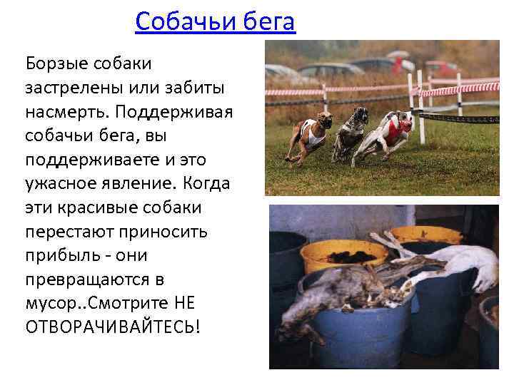 Собачьи бега Борзые собаки застрелены или забиты насмерть. Поддерживая собачьи бега, вы поддерживаете и