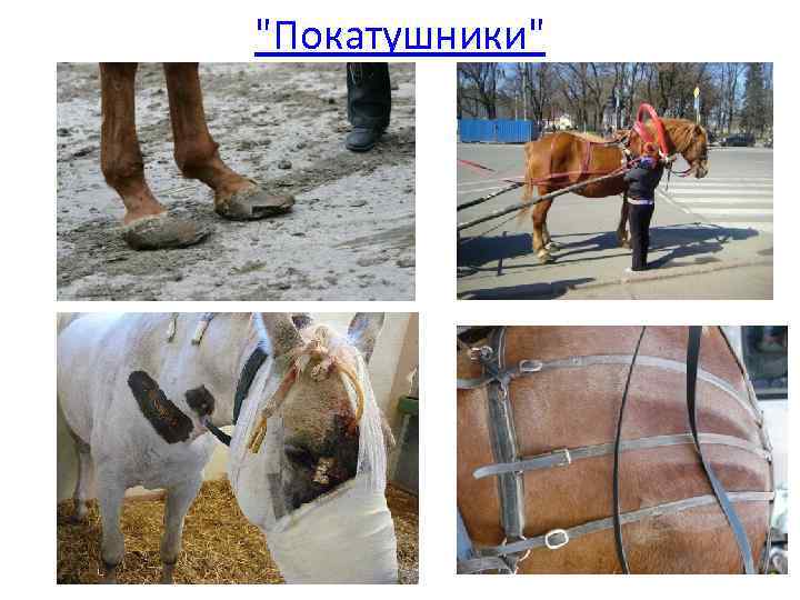 "Покатушники" 