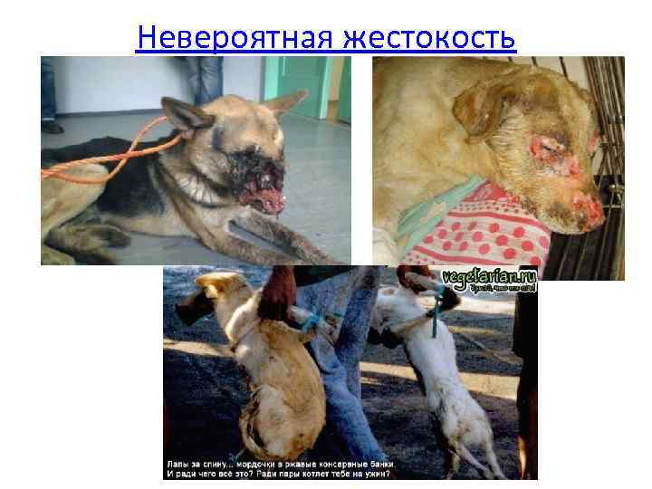 Невероятная жестокость 