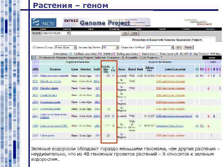 Растения – геном Зеленые водоросли обладают гораздо меньшими геномами, чем другие растения – неудивительно,