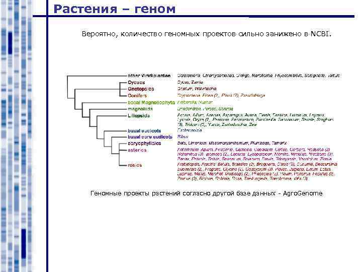 Растения – геном Вероятно, количество геномных проектов сильно занижено в NCBI. Геномные проекты растений