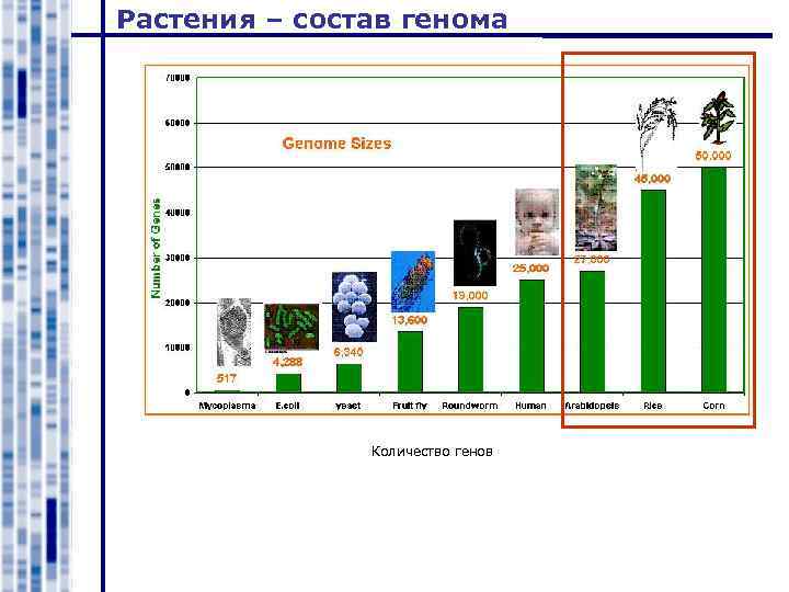 Растения – состав генома Количество генов 