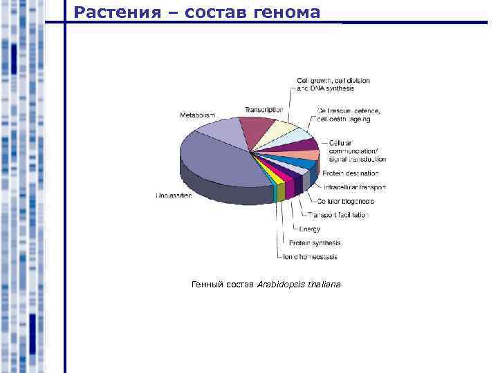 Растения – состав генома Генный состав Arabidopsis thaliana 