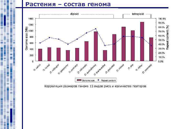 Растения – состав генома Корреляция размеров генома 13 видов риса и количества повторов 