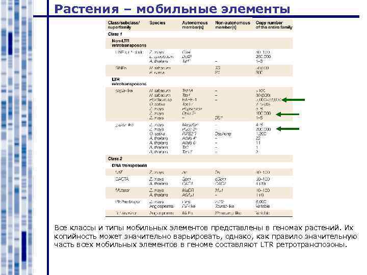 Растения – мобильные элементы Все классы и типы мобильных элементов представлены в геномах растений.