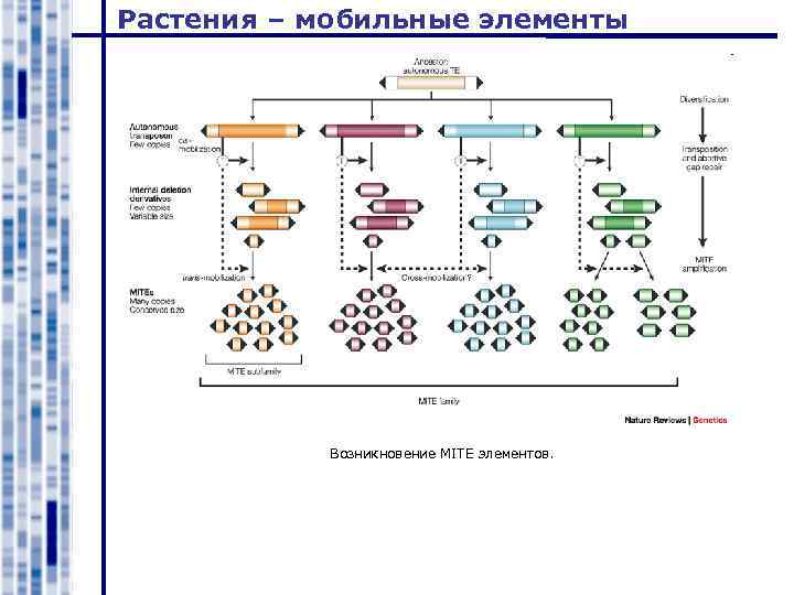 Растения – мобильные элементы Возникновение MITE элементов. 