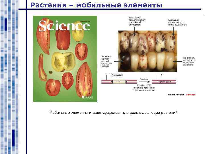 Растения – мобильные элементы Мобильные элементы играют существенную роль в эволюции растений. 