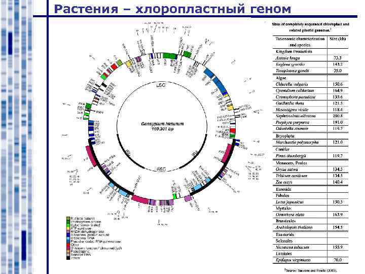 Растения – хлоропластный геном 