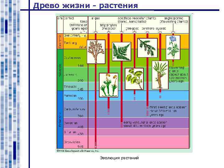 Рассмотрите схему отражающую развитие мира земли