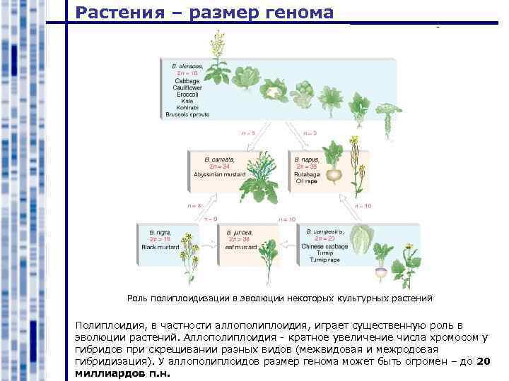 Растения – размер генома Роль полиплоидизации в эволюции некоторых культурных растений Полиплоидия, в частности