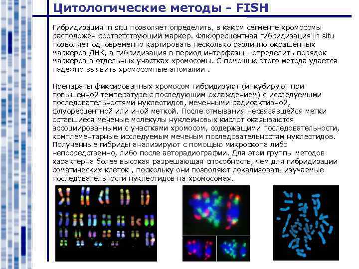 Цитологические методы - FISH Гибридизация in situ позволяет определить, в каком сегменте хромосомы расположен