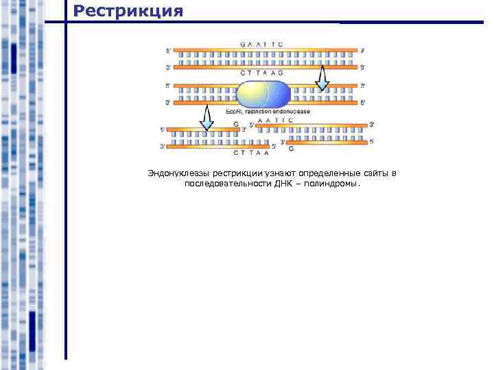 Рестрикция Эндонуклеазы рестрикции узнают определенные сайты в последовательности ДНК – полиндромы. 