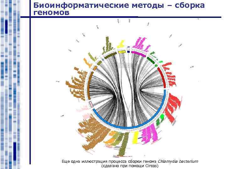 Биоинформатические методы – сборка геномов Еще одна иллюстрация процесса сборки генома Chlamydia bacterium (сделано