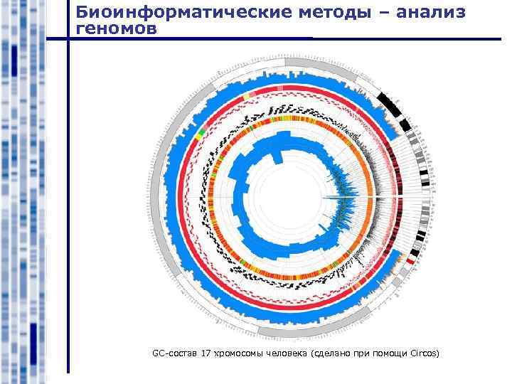 Биоинформатические методы – анализ геномов GC-состав 17 хромосомы человека (сделано при помощи Circos) 