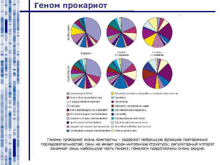 Геном прокариот Геномы прокариот очень компактны – содержат небольшую фракцию повторенных последовательностей; гены не
