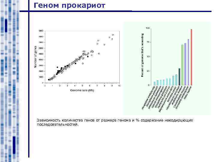 Геном прокариот Зависимость количества генов от размера генома и % содержание некодирцющих последовательностей. 