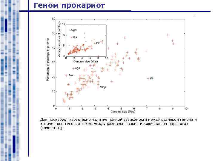 Геном прокариот Для прокариот характерно наличие прямой зависимости между размером генома и количеством генов,