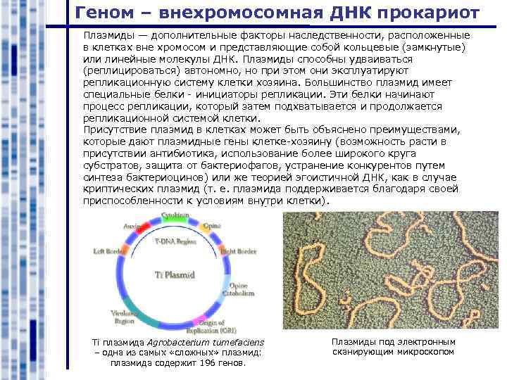 Презентация современные представления о гене и геноме