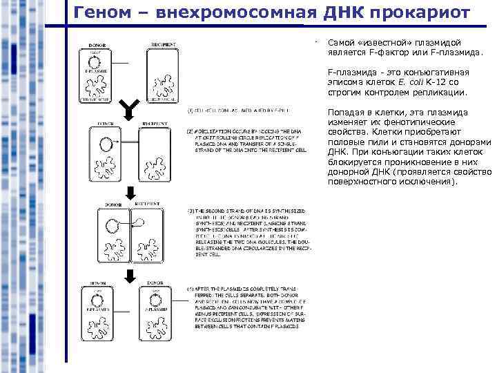 Геном – внехромосомная ДНК прокариот Самой «известной» плазмидой является F-фактор или F-плазмида - это