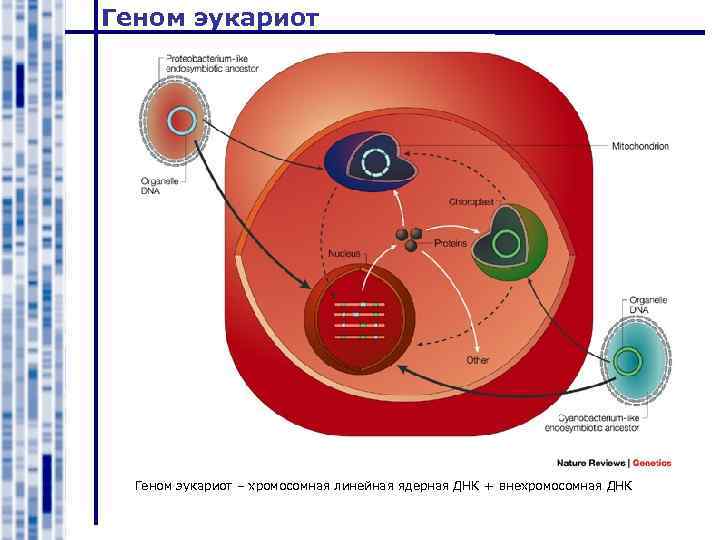 Геном эукариот – хромосомная линейная ядерная ДНК + внехромосомная ДНК 