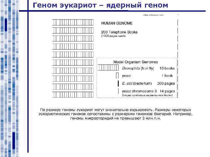 Геном эукариот – ядерный геном По размеру геномы эукариот могут значительно варьировать. Размеры некоторых