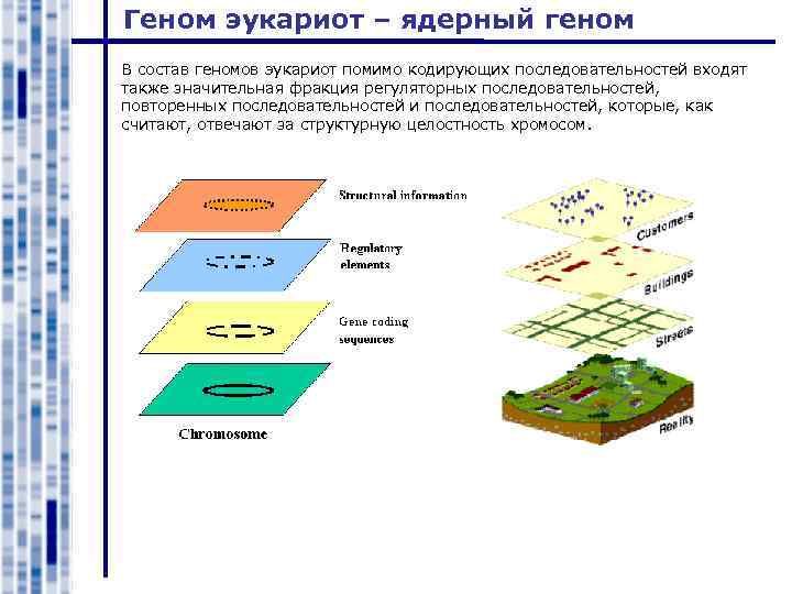Геном эукариот – ядерный геном В состав геномов эукариот помимо кодирующих последовательностей входят также
