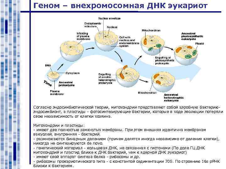 Гены расположенные в ядерной днк эукариотов