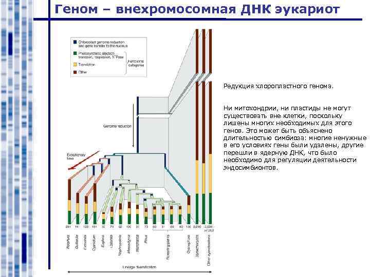 Геном – внехромосомная ДНК эукариот Редукция хлоропластного генома. Ни митохондрии, ни пластиды не могут