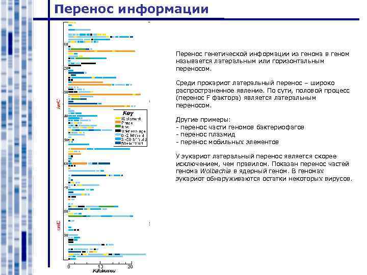 Перенос информации Перенос генетической информации из генома в геном называется латеральным или горизонтальным переносом.