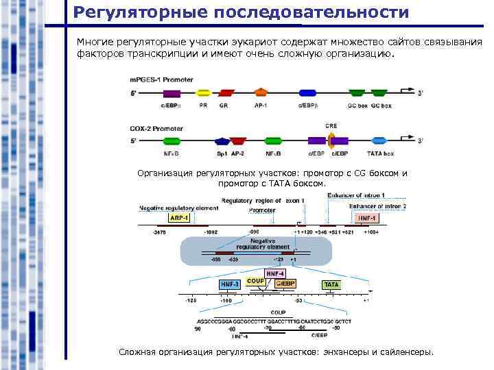 Изменение строения генов